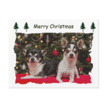 Weihnachten Chihuahuas