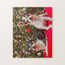 Weihnachten Chihuahuas