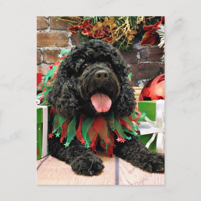 Weihnachten - Cockapoo - Sophie (Vorderseite)