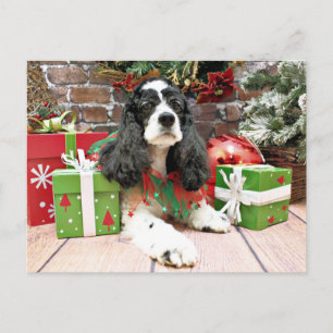 Weihnachten - Cocker Spaniel - Laci
