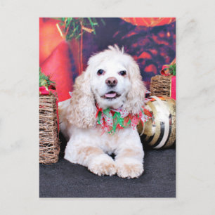 Weihnachten - Cocker Spaniel - Sammy