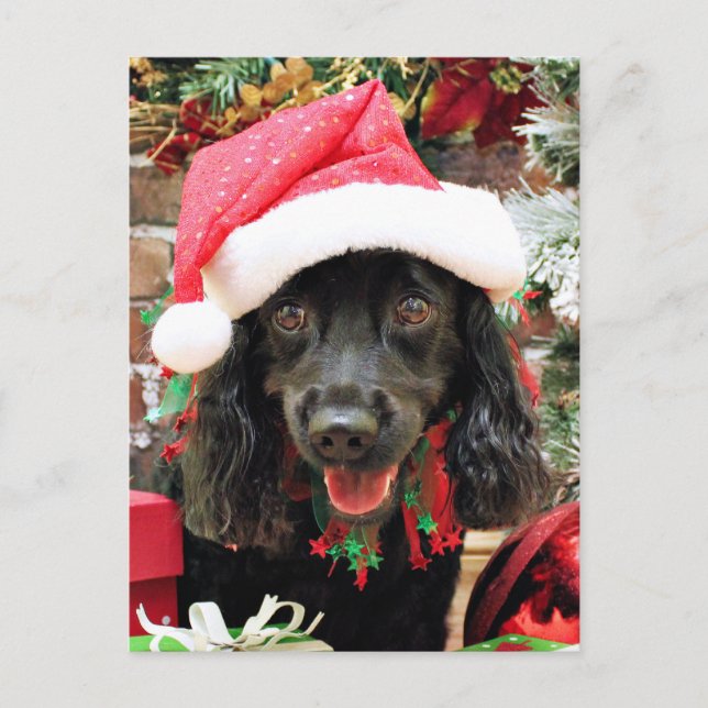 Weihnachten - Cocker Spaniel X - Pepper (Vorderseite)