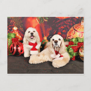 Weihnachten - Cocker - Toby, Havanese - Little T