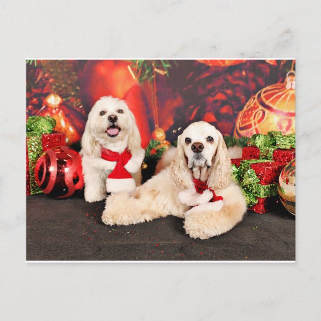 Weihnachten - Cocker - Toby, Havanese - Little T (Vorderseite)