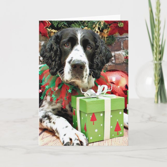 Weihnachten - englischer SpringerSpaniel - Krach (Vorderseite)