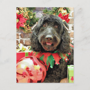 Weihnachten - Golden Doodle - Pearl Jam