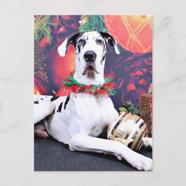 Weihnachten - Harlequin Great Dane - Baron (Vorderseite)