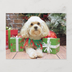 Weihnachten - Havanese - Mason