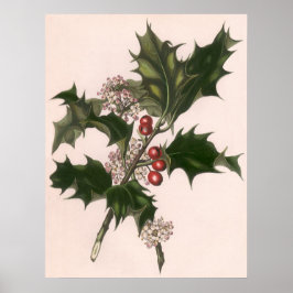 Weihnachten, Holly-Pflanze mit Roten Berries Poster