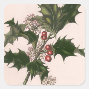 Weihnachten, Holly-Pflanze mit Roten Berries Quadratischer Aufkleber
