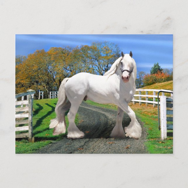 "Weihnachten in Splendor" Postkarte (Vorderseite)