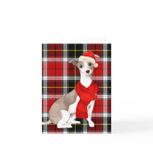 Weihnachten Italienischer Windhund und Urlaub Kari