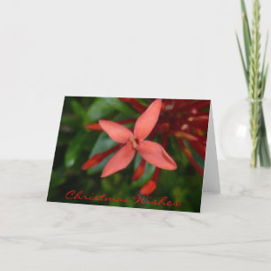 Weihnachten Ixora Blossom