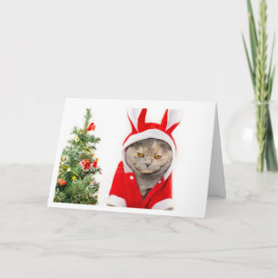Weihnachten - Katze