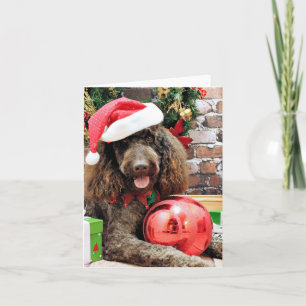 Weihnachten - LabraDoodle - Harley