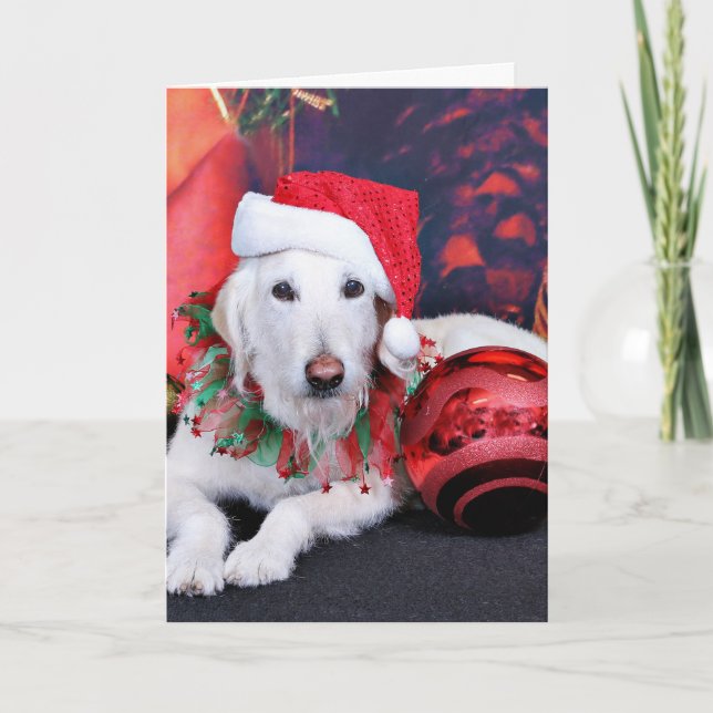 Weihnachten - LabraDoodle - Izzy (Vorderseite)