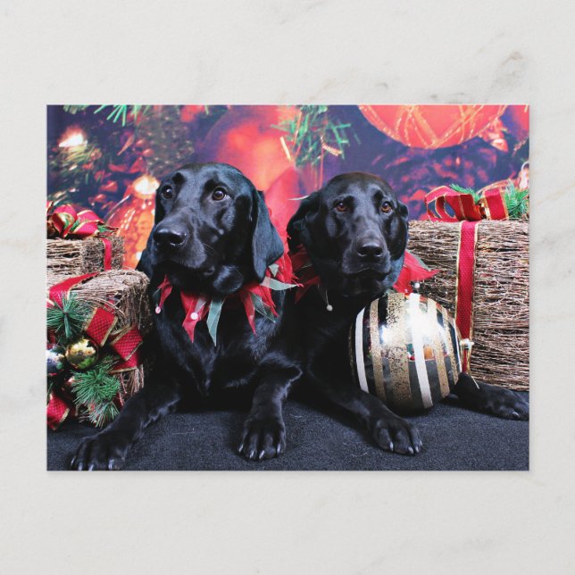 Weihnachten - Labrador - Banjo und Boomer (Vorderseite)