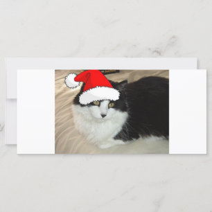 Weihnachten Lange Haare Schwarz-Weiß-Kitten