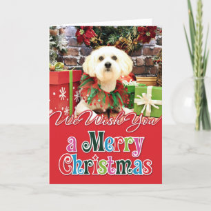 Weihnachten - Lhasa Apso - Jack