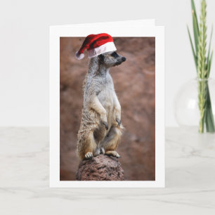 Weihnachten MeerKat
