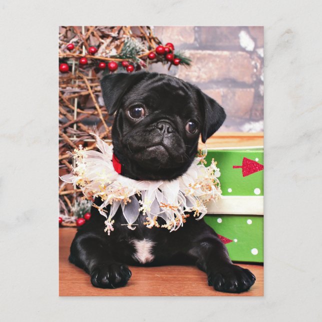Weihnachten - Mops - Gänseblümchen Mae (Vorderseite)