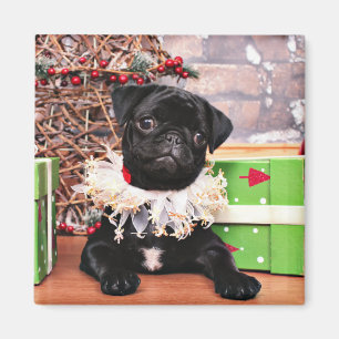 Weihnachten - Mops - Gänseblümchen Mae Magnet
