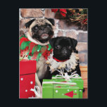 Weihnachten - Mops - Gänseblümchen Mae und Lilie<br><div class="desc">Diese Möpse saßen hübsches für ihre Weihnachtsim August Porträts. Um die Erholung dieses photoshoot zu sehen besuchen Sie www.FrankzPawPrintz.photoreflect.com</div>