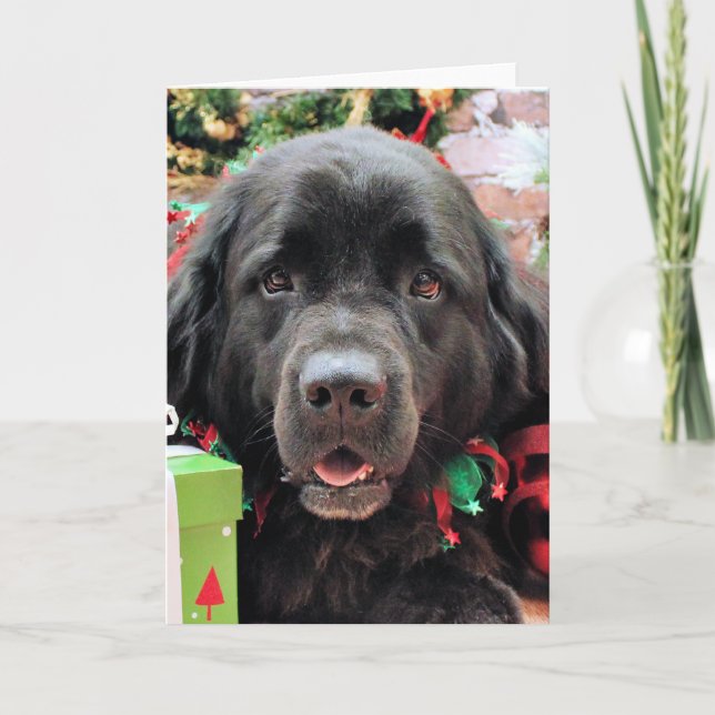 Weihnachten - Neufundland - Izzie (Vorderseite)