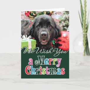 Weihnachten - Neufundland - Izzie