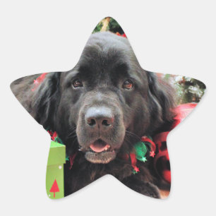 Weihnachten - Neufundland - Izzie Stern-Aufkleber