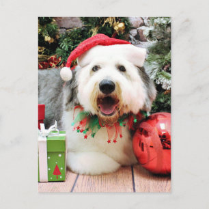 Weihnachten - Old English Sheepdog - Alphy