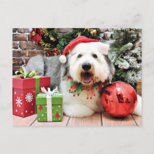 Weihnachten - Old English Sheepdog - Alphy