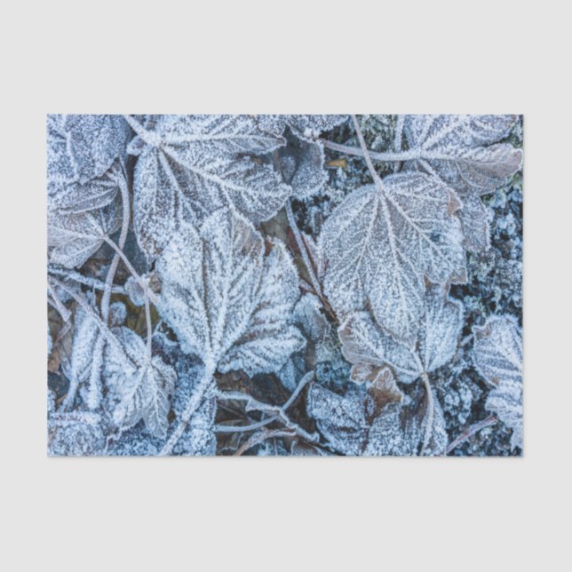 Weihnachten Party Blue Blätter Schnee Urlaub Winte Seidenpapier (Vorderseite)