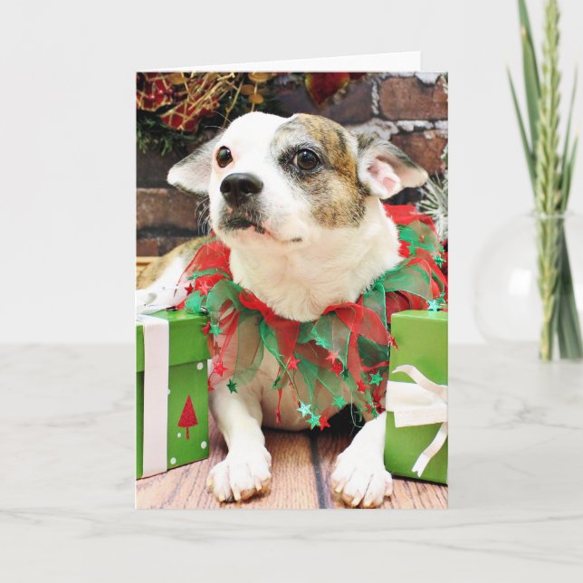 Weihnachten - Pitbull X - Opie (Vorderseite)