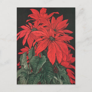 Weihnachten Rote Pflanze Blume Postkarte