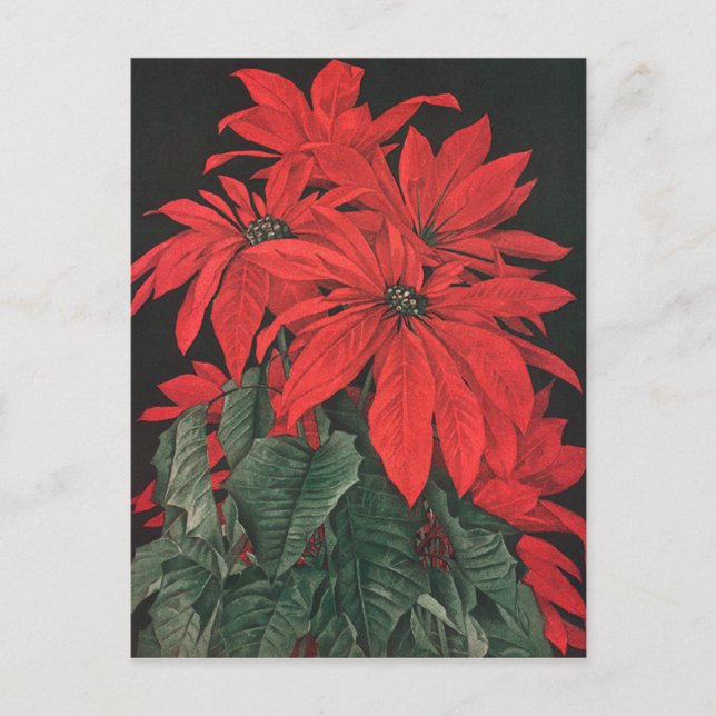 Weihnachten Rote Pflanze Blume Postkarte (Vorderseite)