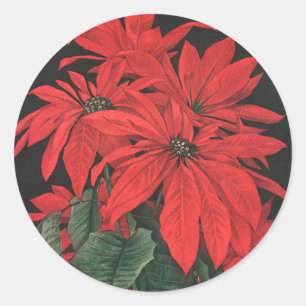 Weihnachten Rote Pflanze Blume Runder Aufkleber