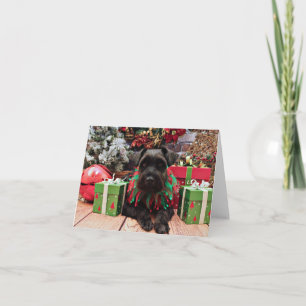 Weihnachten - Schnauzer Mix - Bentley