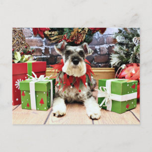 Weihnachten - Schnauzer - Petunia
