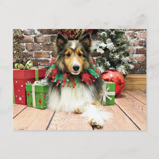 Weihnachten - Sheltie - Herzogin (Vorderseite)