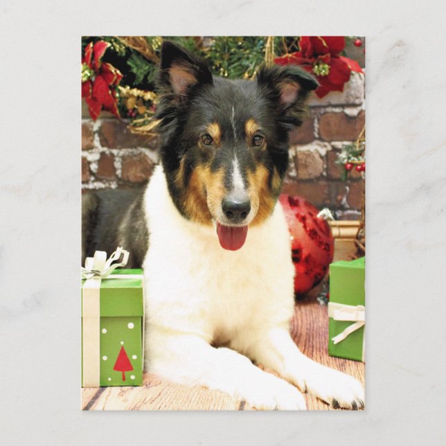 Weihnachten - Sheltie - Lacey (Vorderseite)