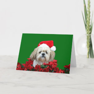Weihnachten Shih Tzu