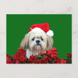 Weihnachten Shih Tzu