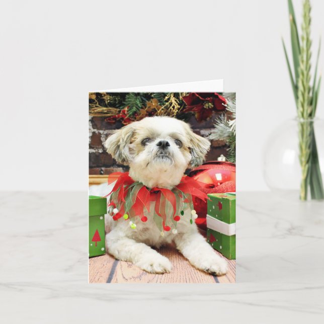 Weihnachten - Shih Tzu - Bailey (Vorderseite)