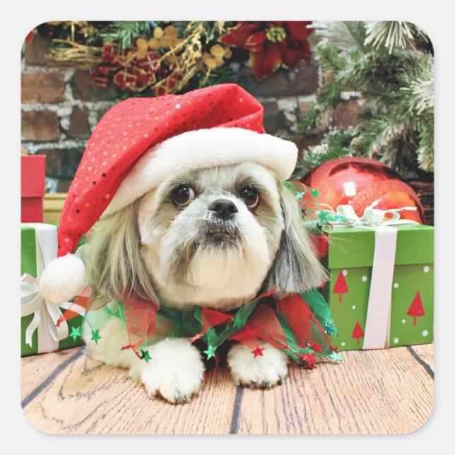 Weihnachten - Shih Tzu - Ding Quadratischer Aufkleber (Vorderseite)