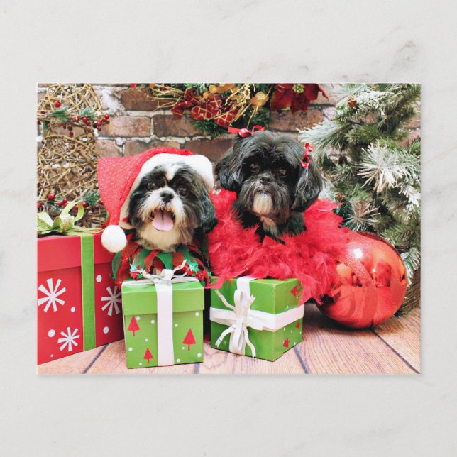 Weihnachten - Shih Tzu - Riley und Rüschen (Vorderseite)