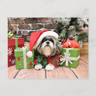 Weihnachten - Shih Tzu - Vince