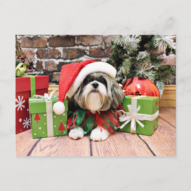 Weihnachten - Shih Tzu - Vince (Vorderseite)