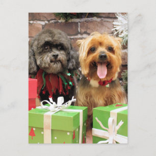 Weihnachten - Shih Tzu X Maggie - York Pixie