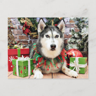 Weihnachten - Siberischer Husky - Nika